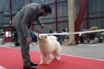 Meilleur de Sexe Opposé Limoges 2019